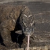dragon_komodo_hsb_rinca_v_2359_kom4728.jpg